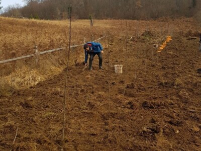 Sadnja šljiva u Šekovićima Sadnja šljiva u Šekovićima