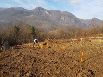 Sadnja šljiva u Šekovićima Sadnja šljiva u Šekovićima