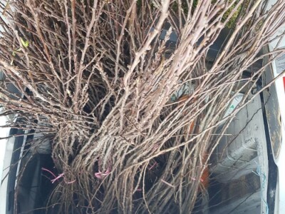 Sadnja šljiva u Šekovićima Sadnja šljiva u Šekovićima