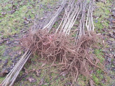 Sadnja šljiva u Šekovićima Sadnja šljiva u Šekovićima