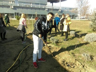 Sadnja starih sorti jabuka u Poljoprivrednoj i veterinarskoj školi Osijek