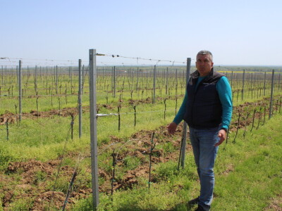 Sadnja vinograda