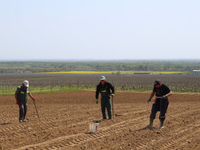Sadnja vinograda