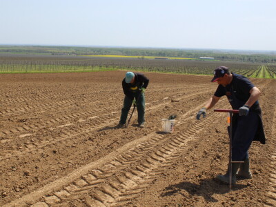 Sadnja vinograda