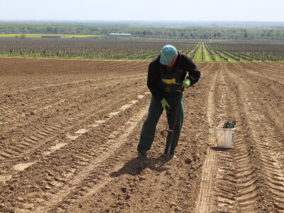 Sadnja vinograda