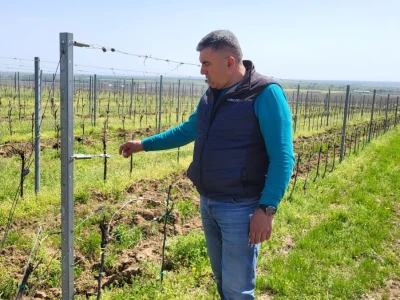 Sadnja vinograda