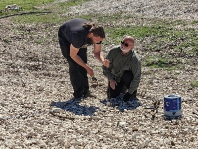 Sadnja vinograde obitelji Batistić-Zure