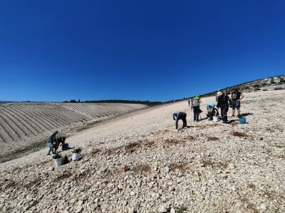 Sadnja vinograde obitelji Batistić-Zure