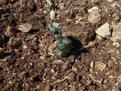 Sadnja vinograde obitelji Batistić-Zure