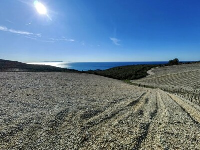 Sadnja vinograde obitelji Batistić-Zure