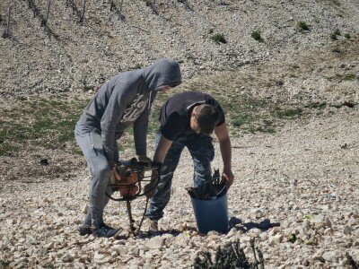 Sadnja vinograde obitelji Batistić-Zure