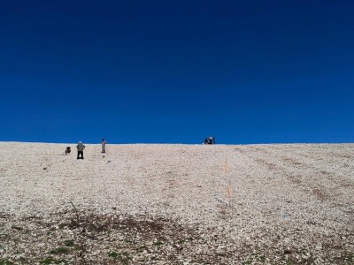 Sadnja vinograde obitelji Batistić-Zure