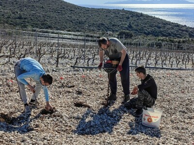 Sadnja vinograde obitelji Batistić-Zure