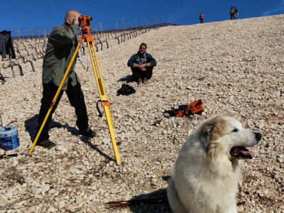 Sadnja vinograde obitelji Batistić-Zure