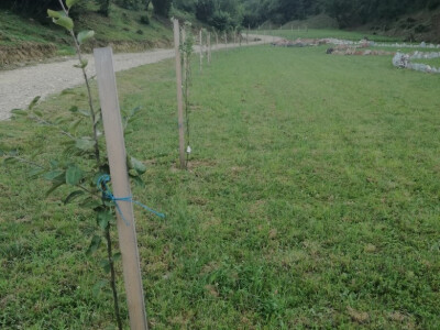 Sadnja voćaka Sadnja voćaka