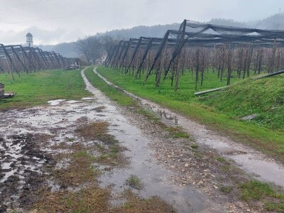 Sadnja voća na terenima koji plave Sadnja voća na terenima koji plave