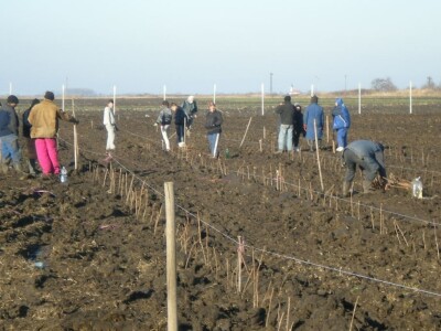 I zimi je dobro saditi voćke