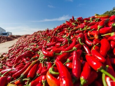 Sirovina za začine raste na poljima u okolici tvornice