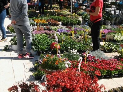 Sajam cvijeća u Crikvenici - ožujak 2019.