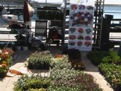Sajam cvijeća u Crikvenici - ožujak 2019.