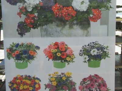 Sajam cvijeća u Crikvenici - ožujak 2019.