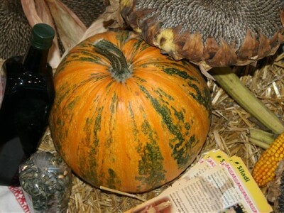 Buča je česta kultura u Međimurju