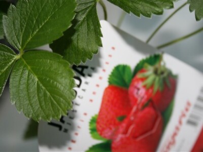 Fragaria, sadni materijal