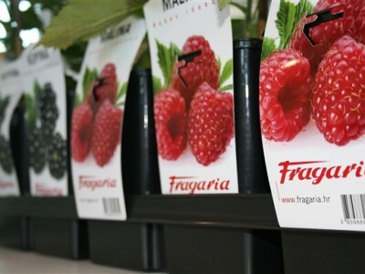 Fragaria, sadni materijal
