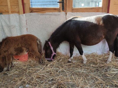 Sajam OPG-ova i delikatesa 2023