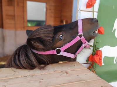 Sajam OPG-ova i delikatesa 2023