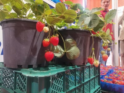 Sajam šljive, Gradačac, 2022