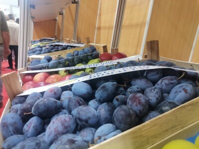 Sajam šljive, Gradačac, 2022