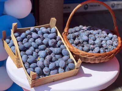 "Sajam šljive" u Gradačcu, 2024. godine