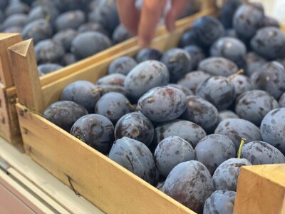 "Sajam šljive" u Gradačcu, 2024. godine