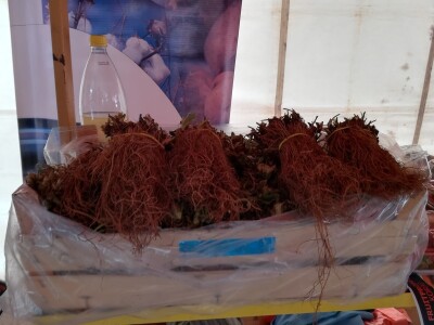 Sajam trešanja - Šatrovići Sajam trešanja - Šatrovići