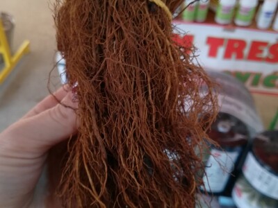 Sajam trešanja - Šatrovići Sajam trešanja - Šatrovići