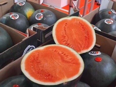 Sajam u Riminiju, Macfrut 2024