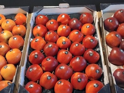 Sajam u Riminiju, Macfrut 2024