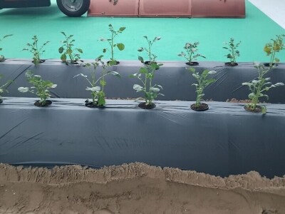 Sajam u Riminiju, Macfrut 2024