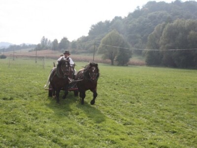 Na polje i s polja u konjskoj zaprezi Na polje i s polja u konjskoj zaprezi