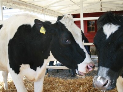 12. Proljetni međunarodni Bjelovarski sajam - Gudovac 2009