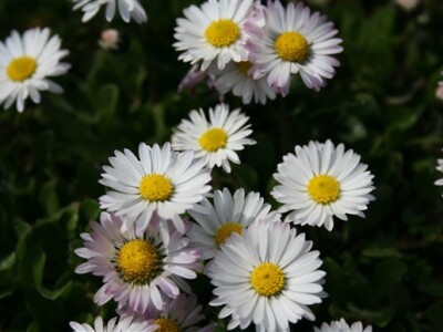 Cvijeće, Tratinčice