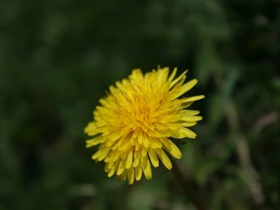 Cvijeće, Maslačak