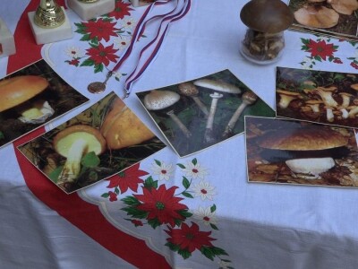 Sakupjanje vrganja može biti unosan hobi