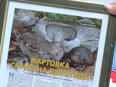 Sakupjanje vrganja može biti unosan hobi