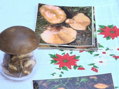 Sakupjanje vrganja može biti unosan hobi