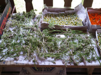 sakupljanje i sušenje ljekovitog bilja sakupljanje i sušenje ljekovitog bilja