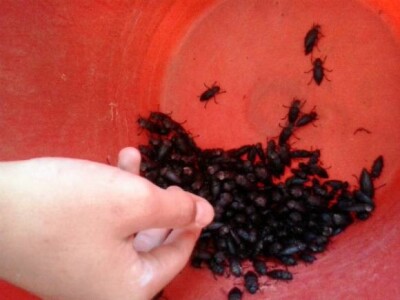 Sakupljanje žilogriza