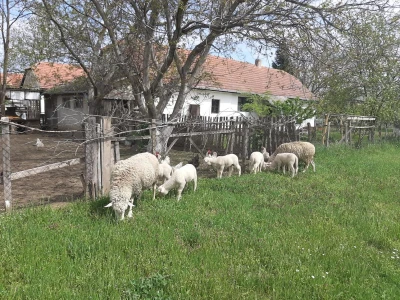 Salaš
