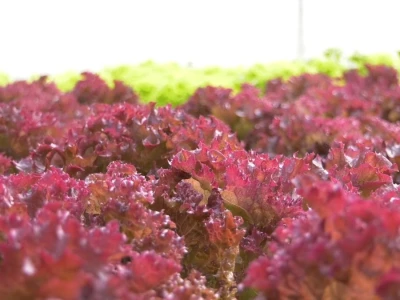 salata